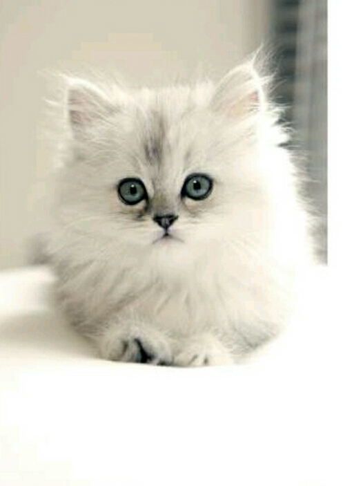Persian baby