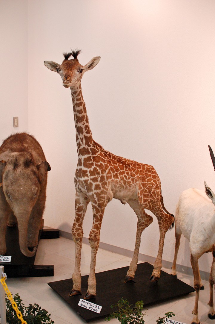 동물이미지