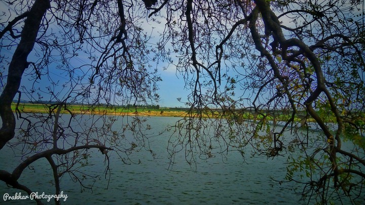 nature's
