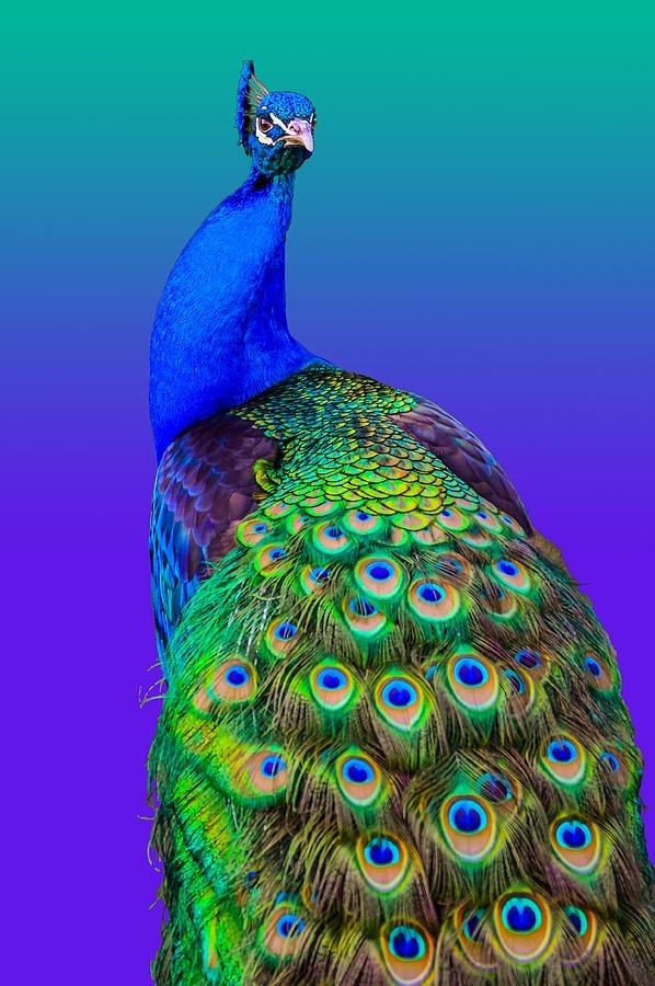 peacock