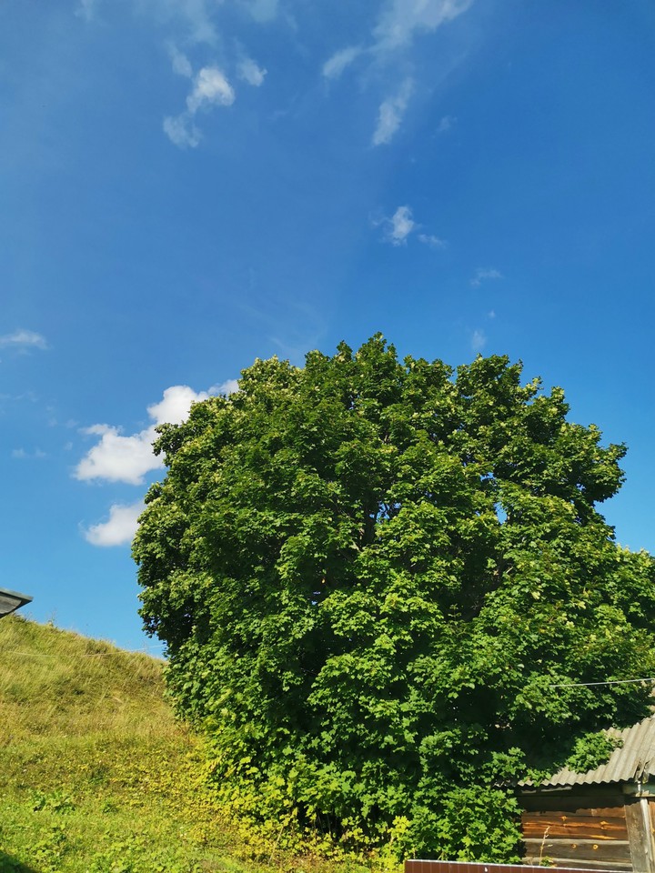 big tree