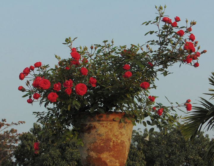 Red Mini Rose