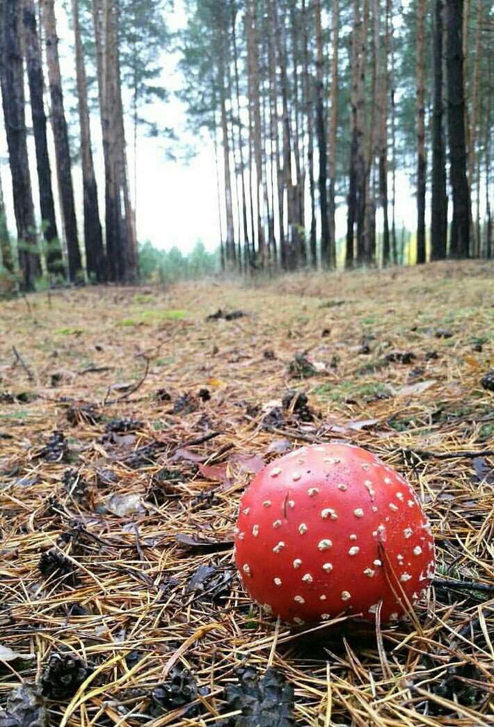 In the forest