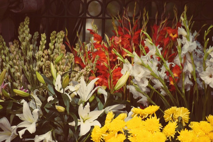 colourful flower