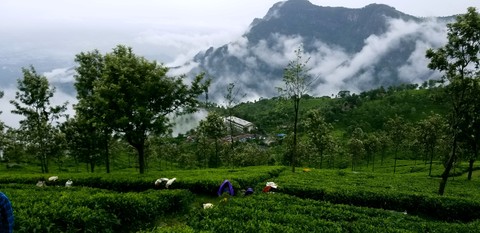 Tea estates