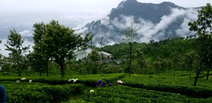 Tea estates