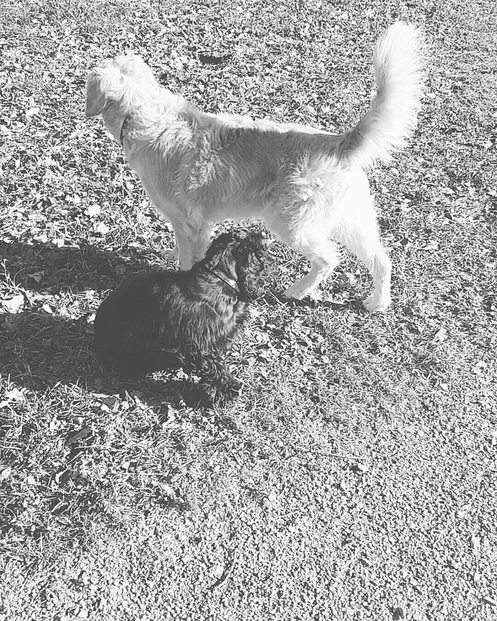 dog's game