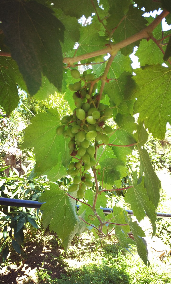 grape