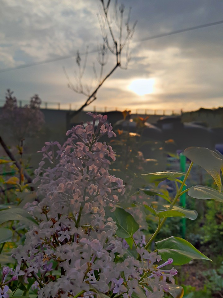 flower,sun,sky