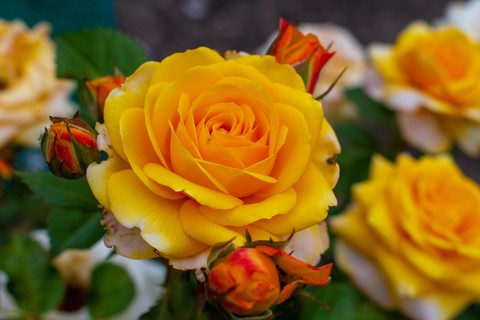 flowers
