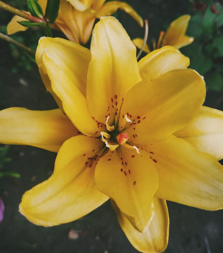 LILY