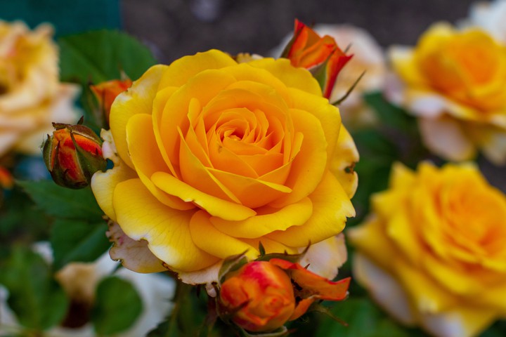 flowers