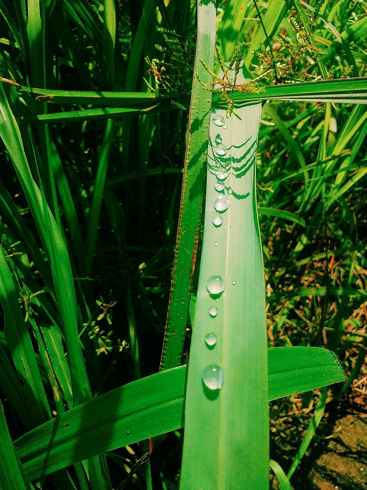 Nature's Good