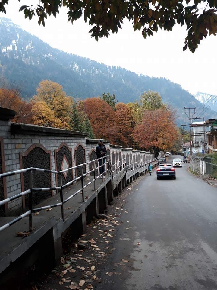 Colorfull # tree# clean road # something like beautiful 