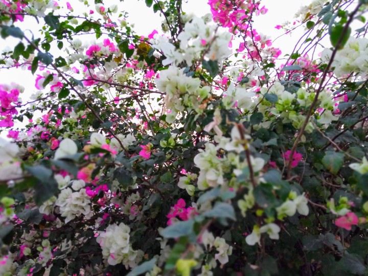 flower