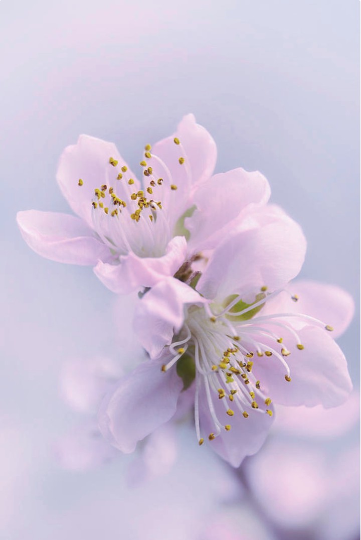 Cherry Blossom