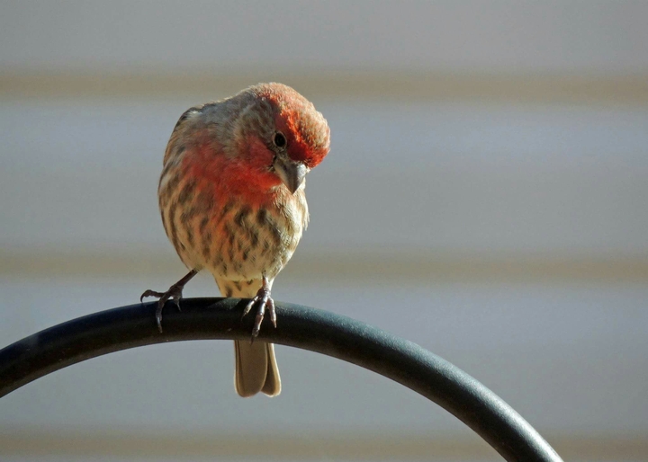 House Finch