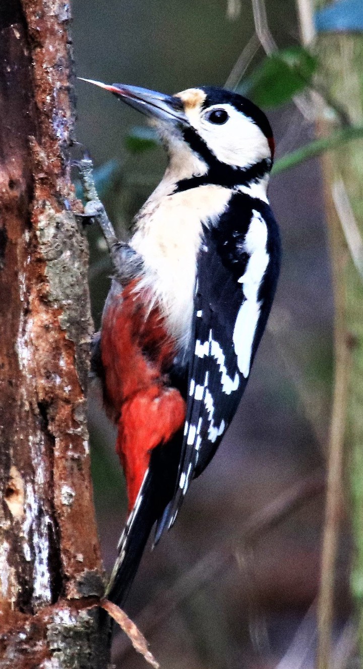 Woodpecker