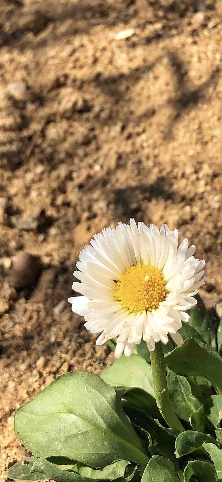 데이지꽃