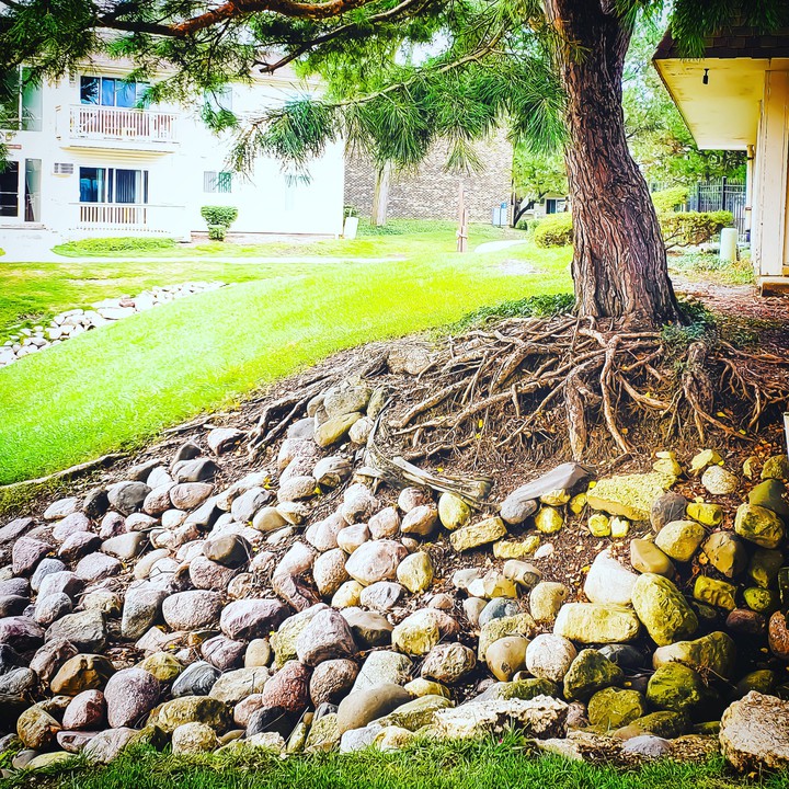 Roots