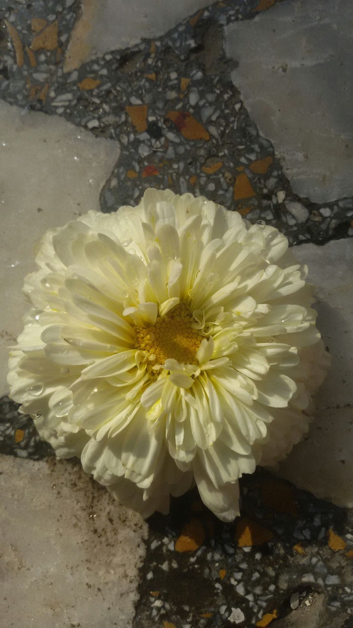 FLOWER