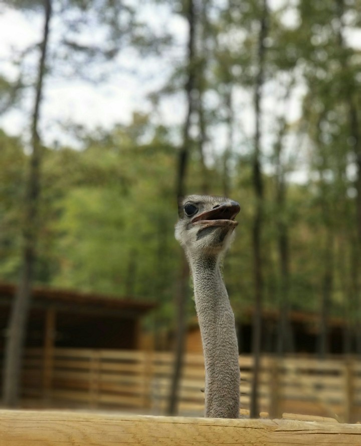 ostrich