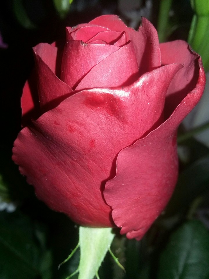 Una piccola rosa