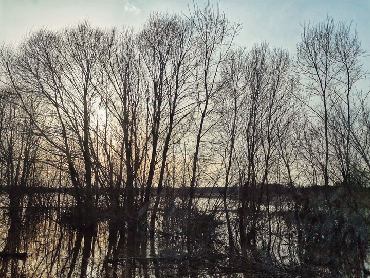 Trees