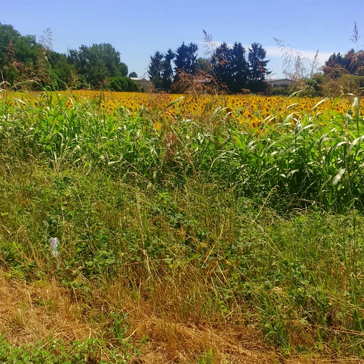 campo di girasoli!