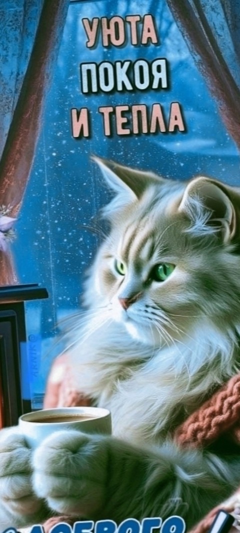 felidae, cat壁纸