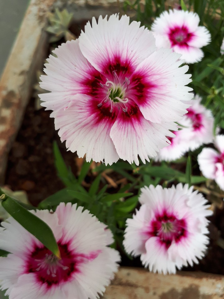 flor