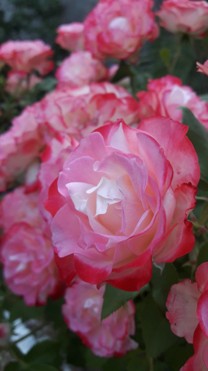 Roses