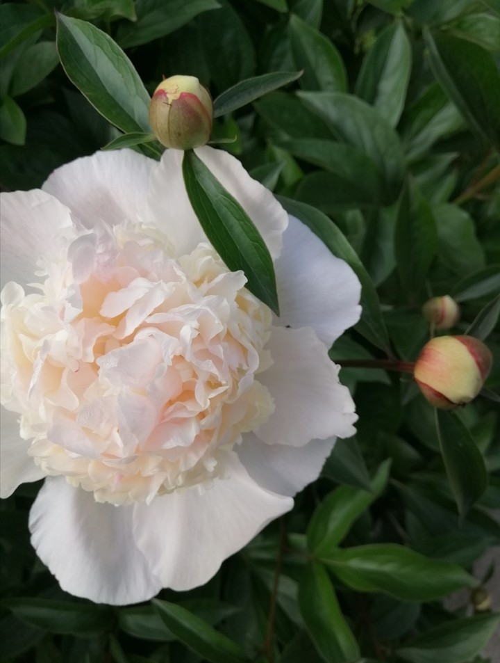 flower