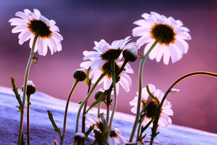 During sundown