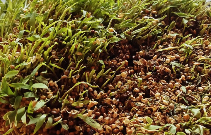 Thina Malayalam