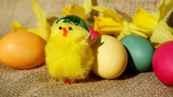 chick, egg