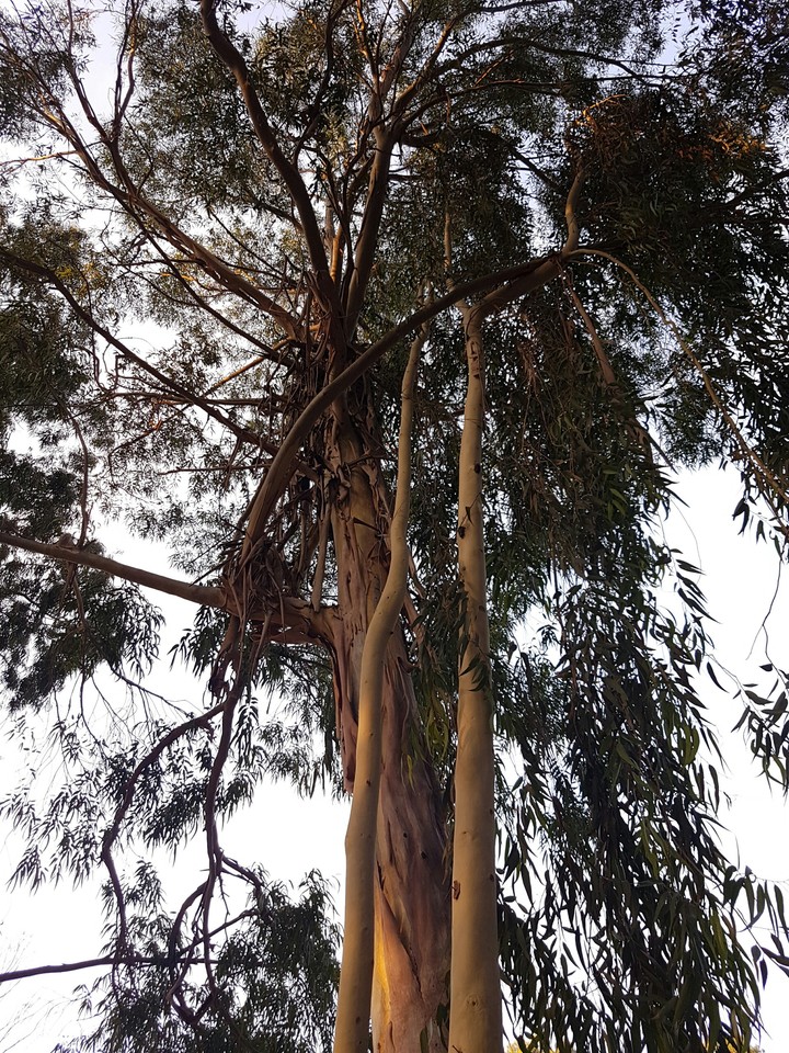eucalyptus