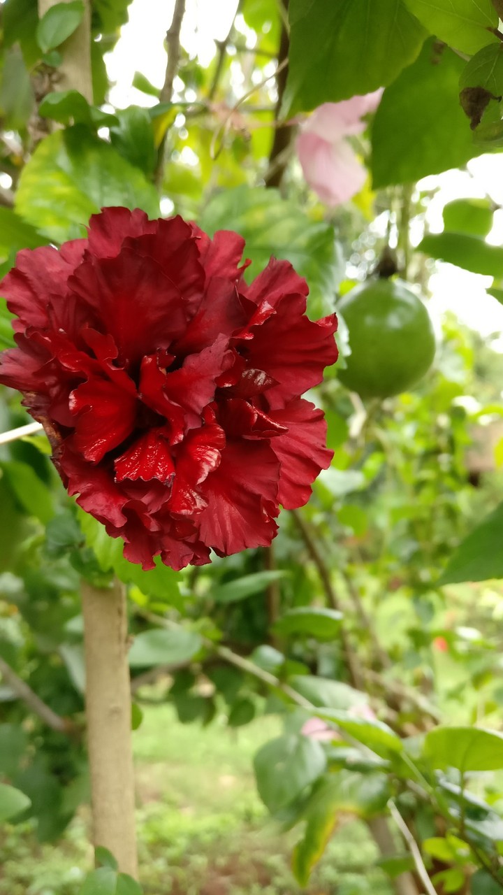 hibiscus