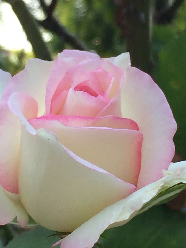 rose