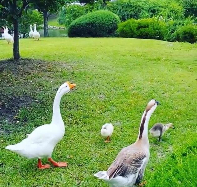 Duck Family Walk