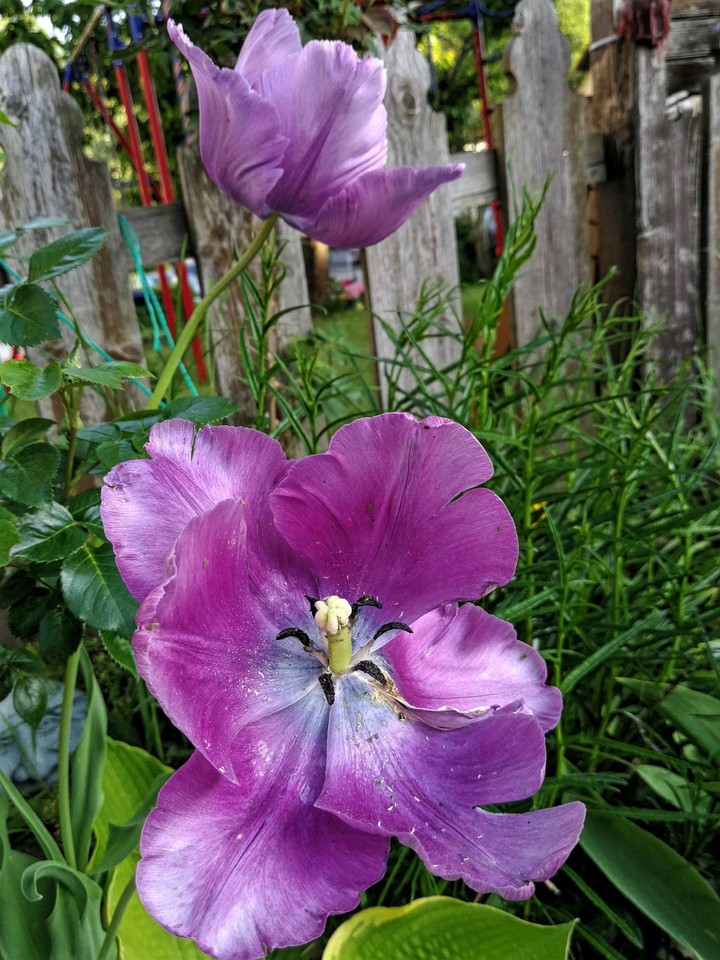 lila Blumen