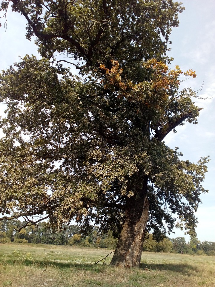 Eiche