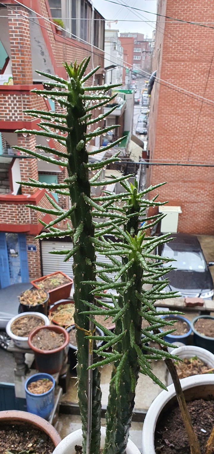 선인장