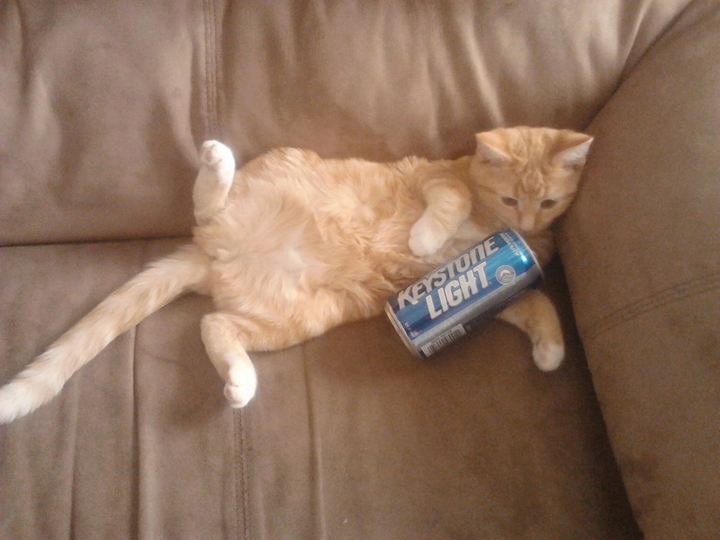 Tipsy Kitty