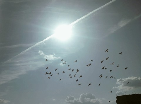 רקעים daytime, calm