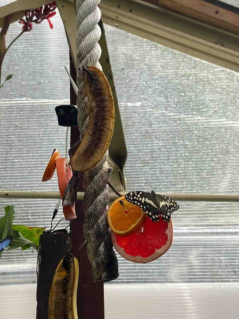 butterfly