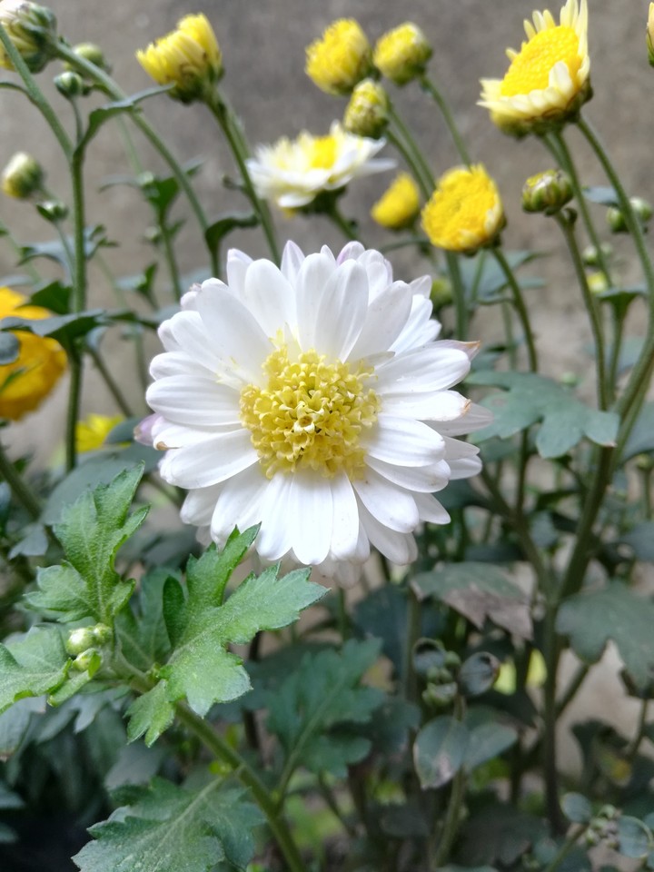 White Petals