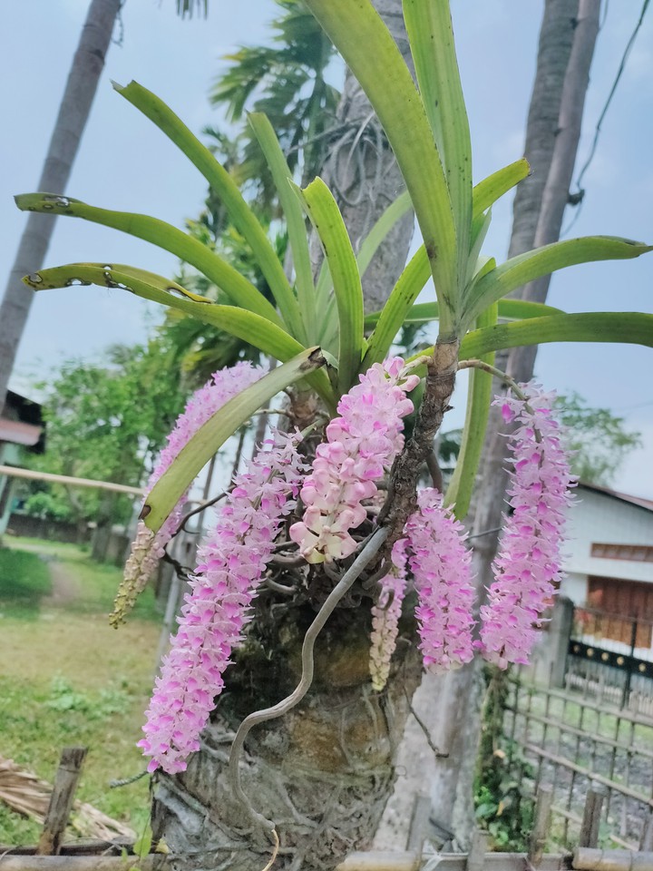 Orchid flower