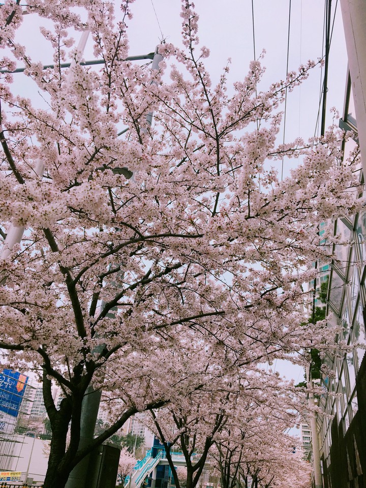 봄