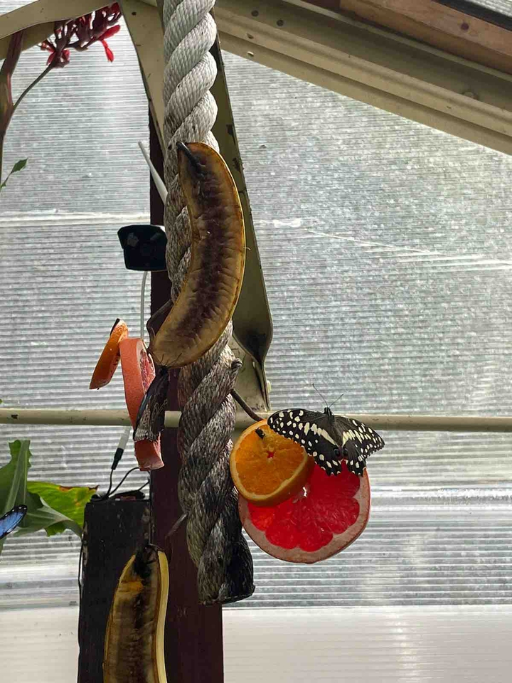 butterfly